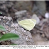 pieris rapae1female